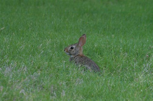 easterncottontail-juvenile-001