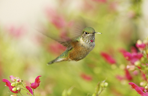 Juvenile Male Ruby-Throated Hummingbird